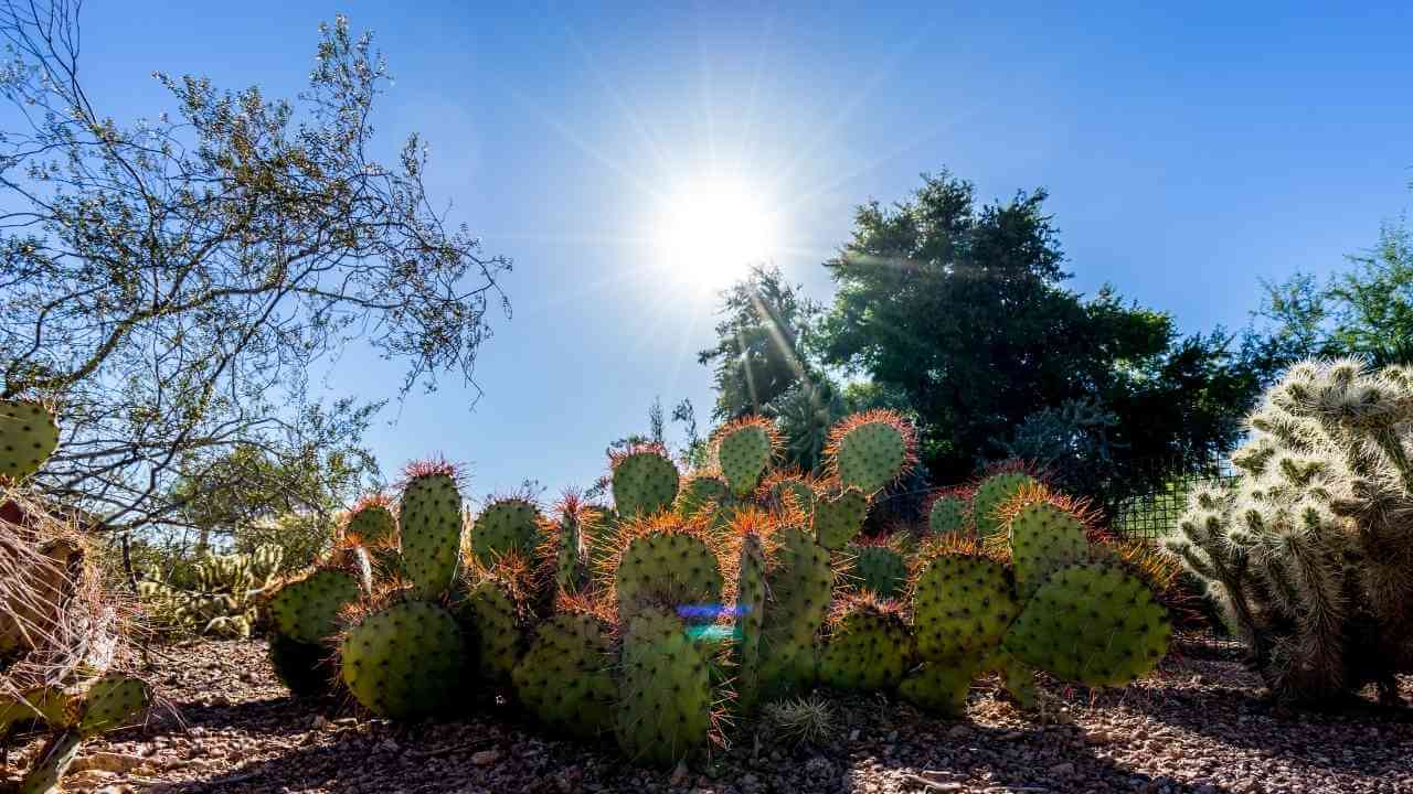 sun in arizona