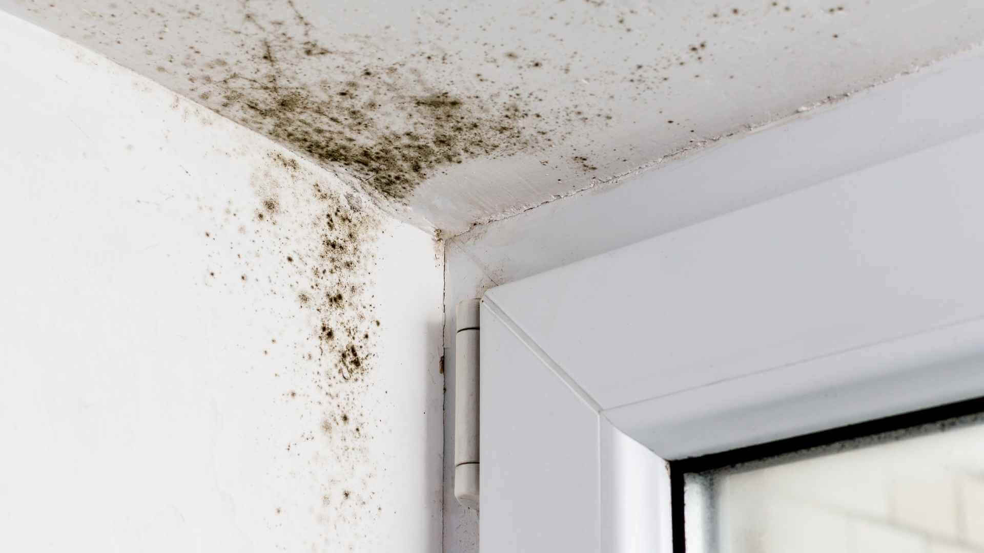mold growth on the ceilling